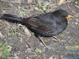 Tavaszváró madárfigyelő -  a feketerigó már fészket rakott